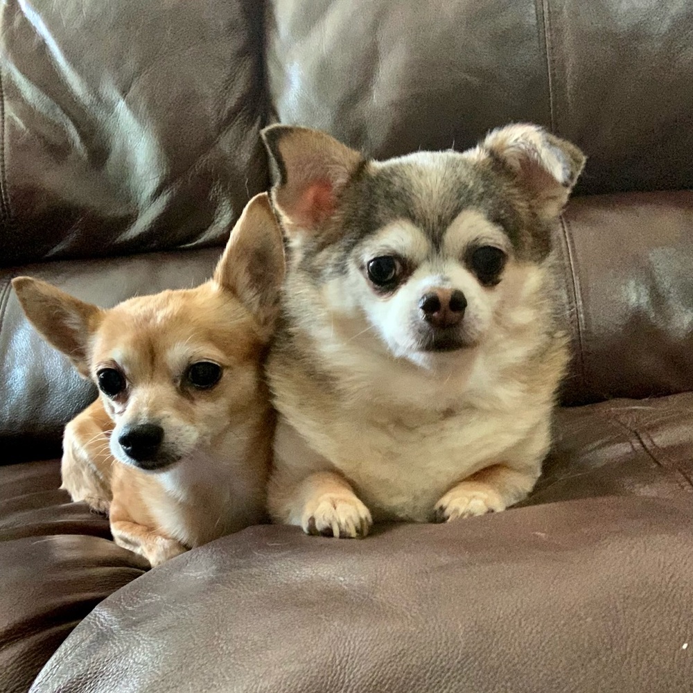 Meet your Posher, Cecy